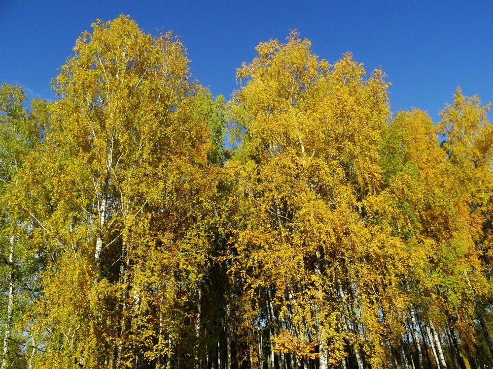 Photograph by Светлана Выдрова