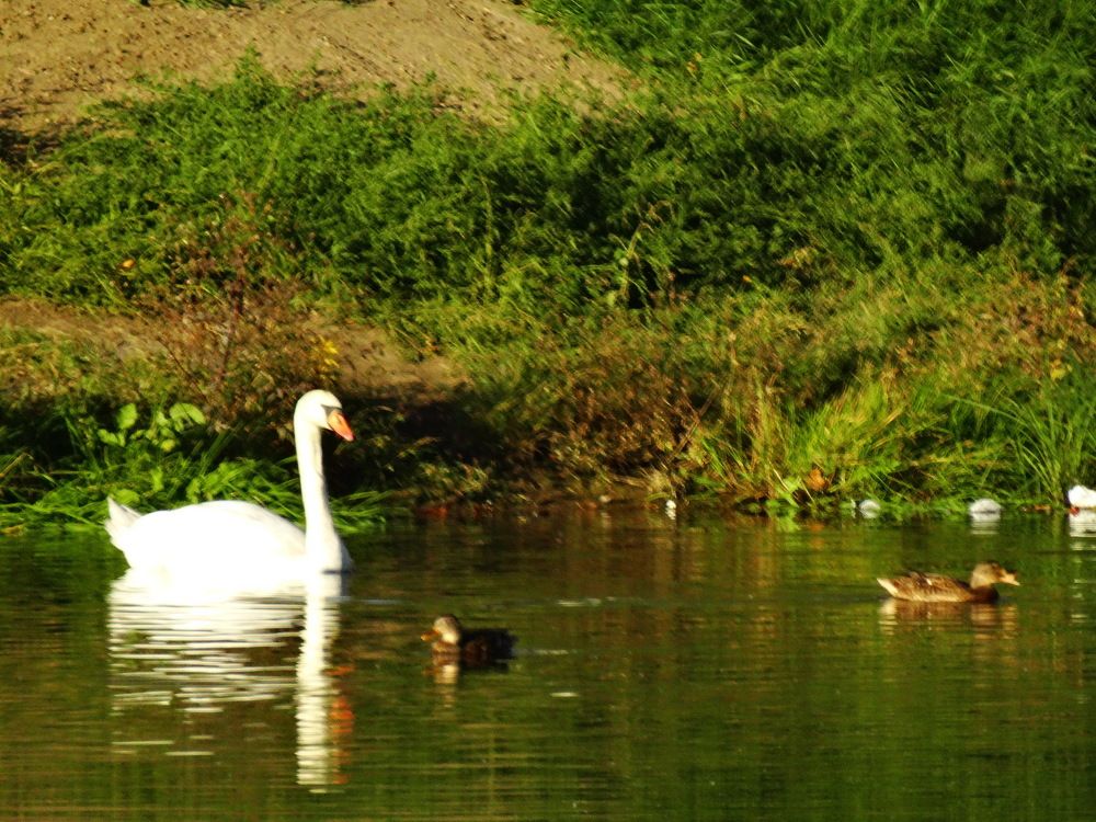 Photograph by Светлана Выдрова