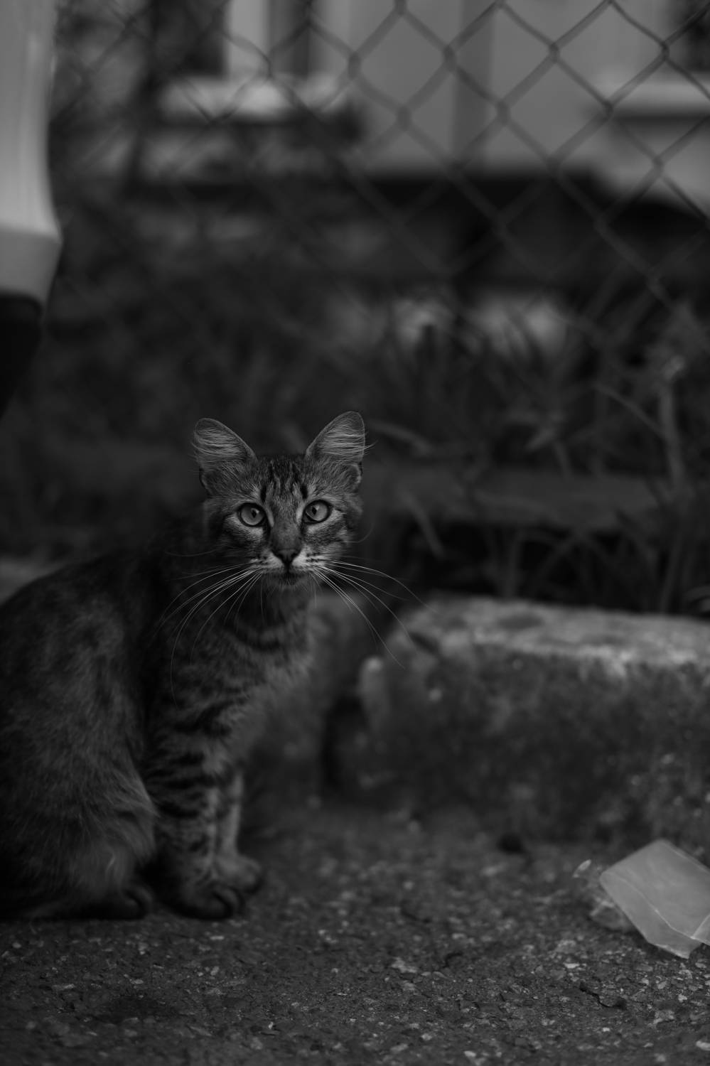 Photo #9569909