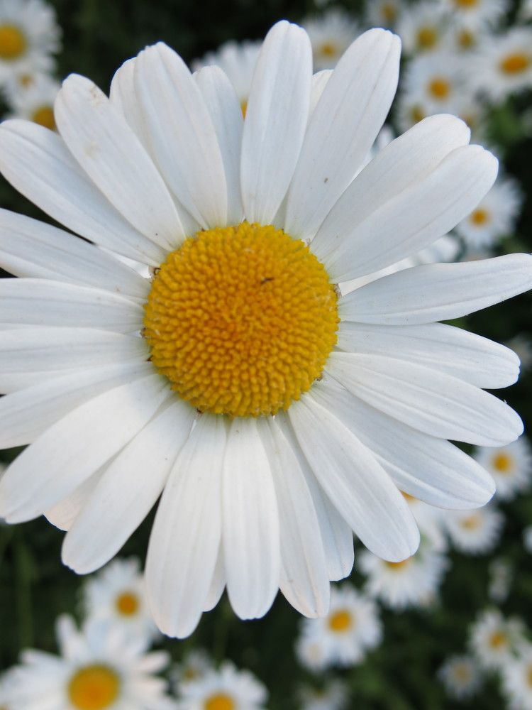 Photograph by ЭЛЬМИРА  ИСМАИЛОВА