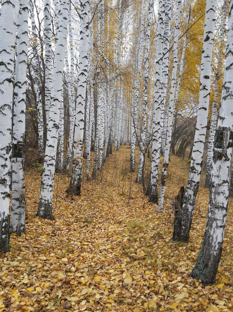 Берёзовая роща