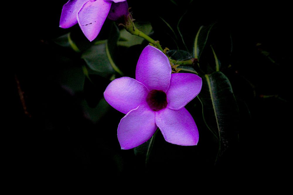 Photograph by Praveen kumar Sampath