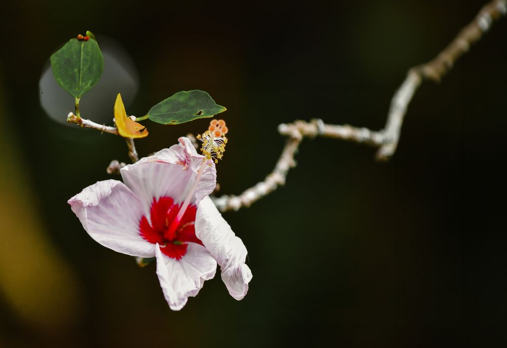 The Hibiscus Alba