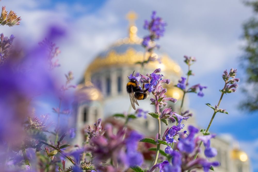 Photograph by Михаил Кинеев