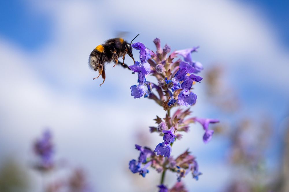 Photograph by Михаил Кинеев