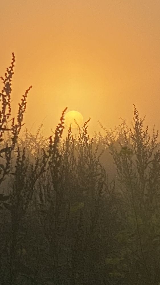 Рассвет в тумане