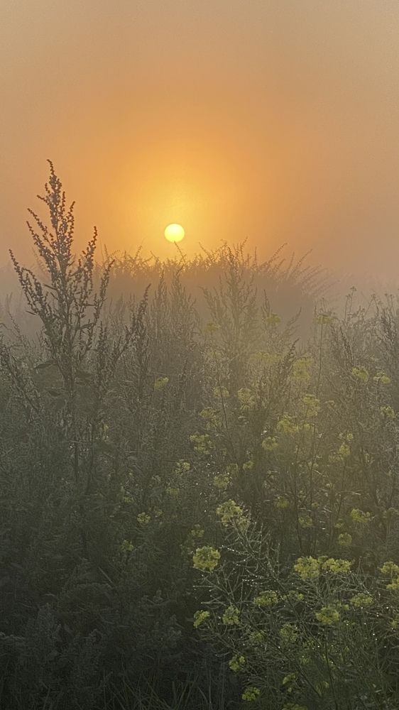 Рассвет в тумане
