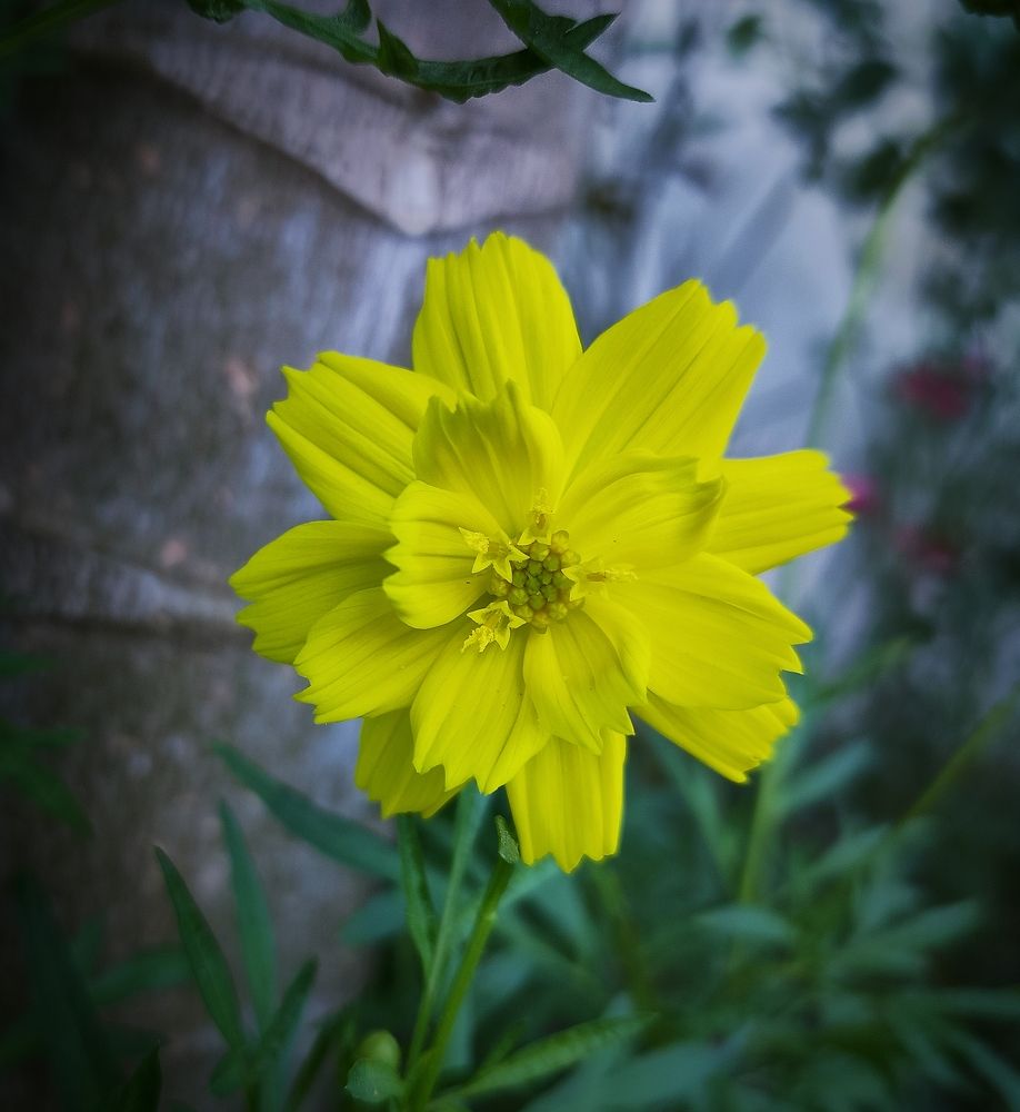 Photograph by Kunwar Krishna Rajput