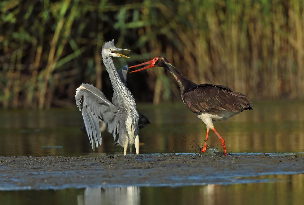 Фотография автора Гусар Александр