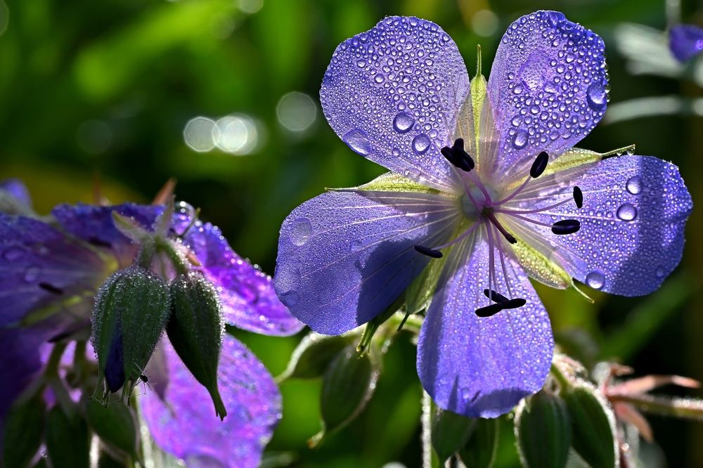 Photograph by Алексей Гордеев