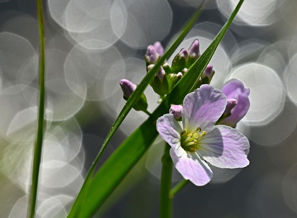 Photograph by Алексей Гордеев