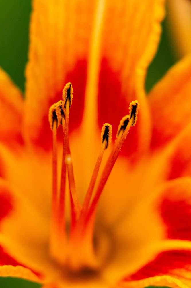 Фотография автора Алексей Тимофеев