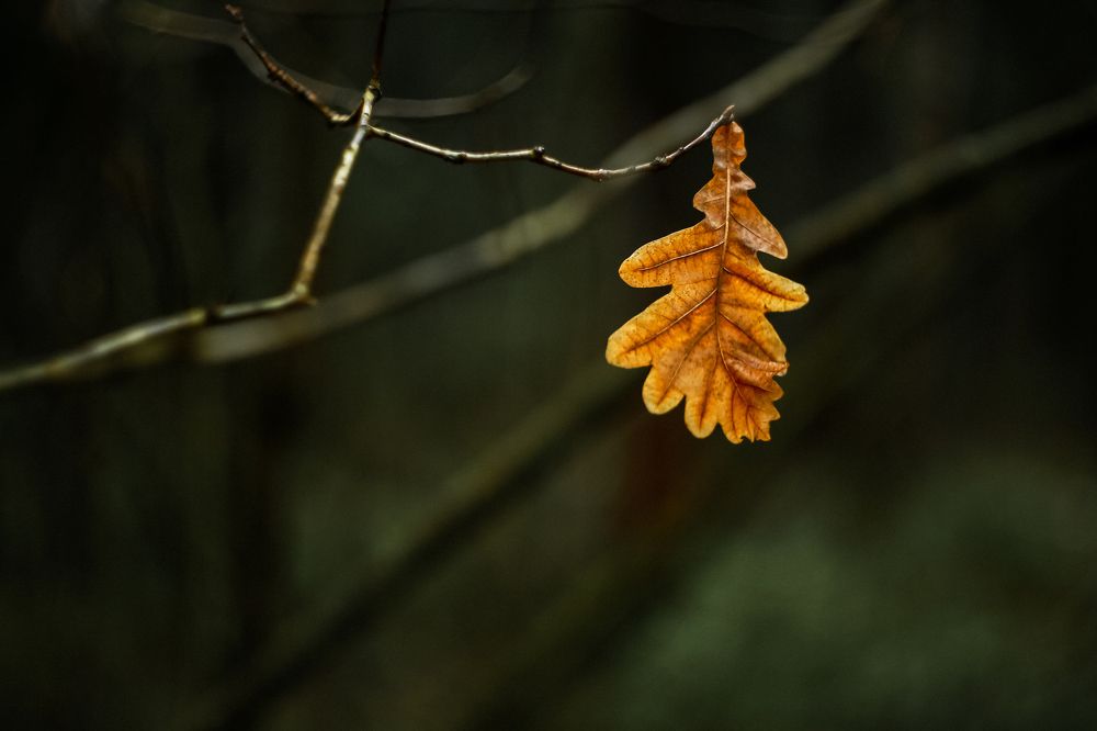 Photograph by Анастасия Исаичева