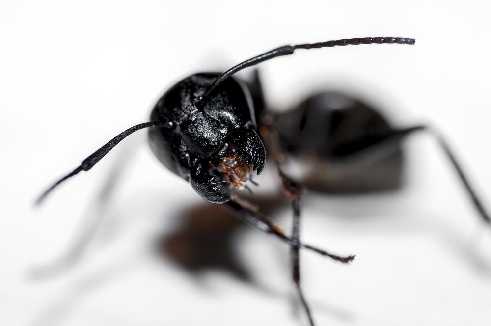 Photograph by Luca Menotti