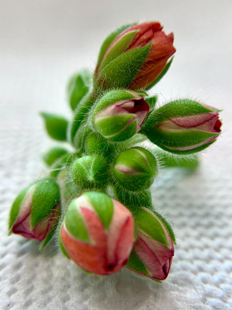 Photograph by Елена Макуха