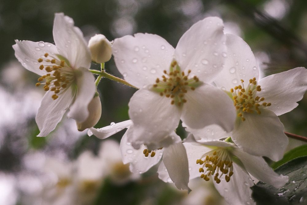 Photograph by Алла Никушкина