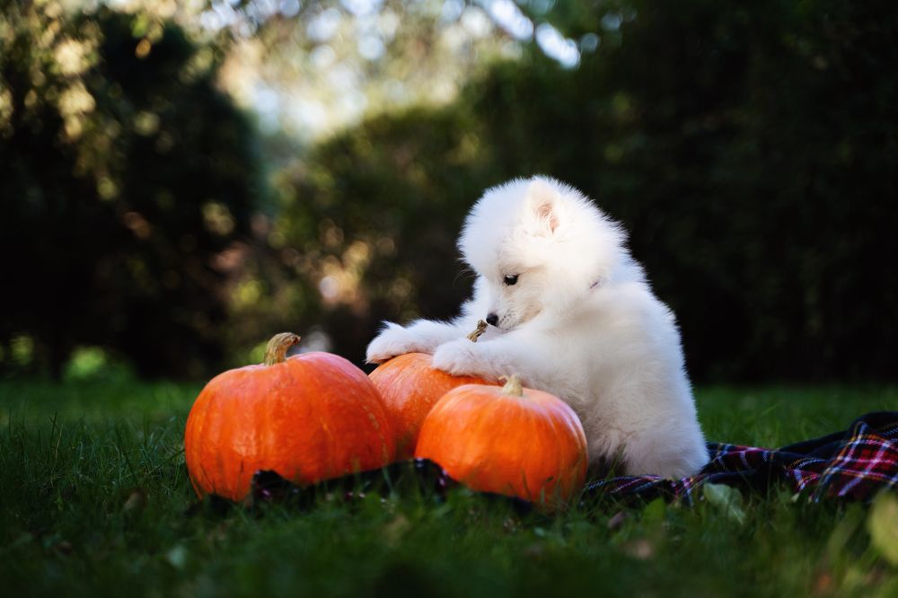 Фотография автора Юлия Бец
