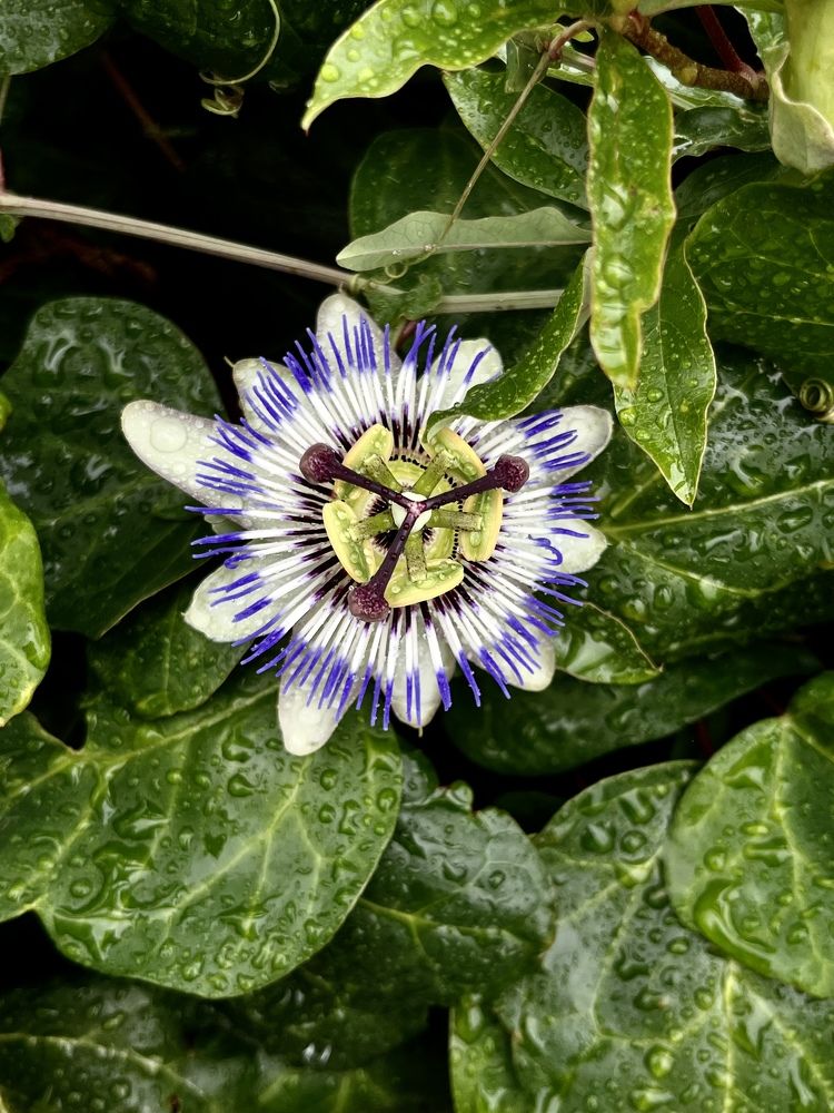 Photograph by Эрика