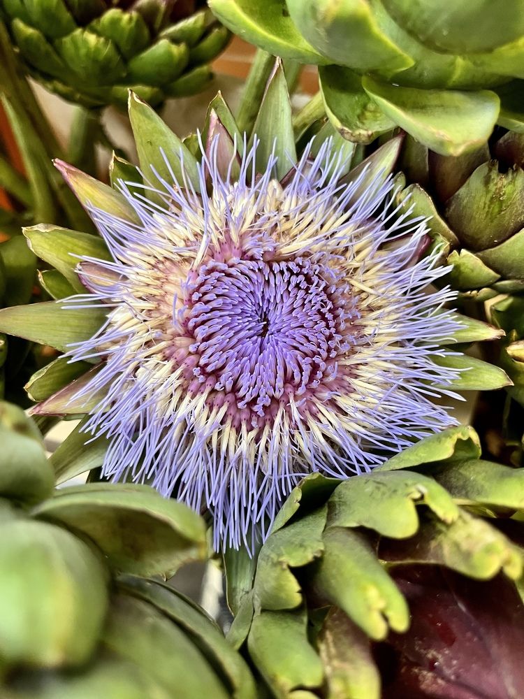 Photograph by Эрика