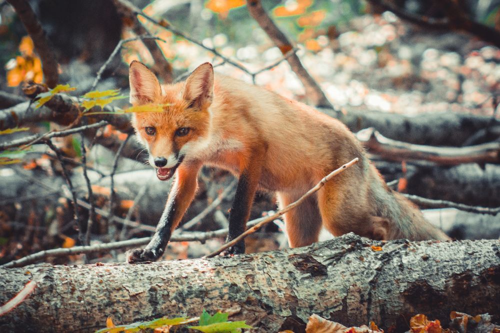 Photograph by Анна Шарохина