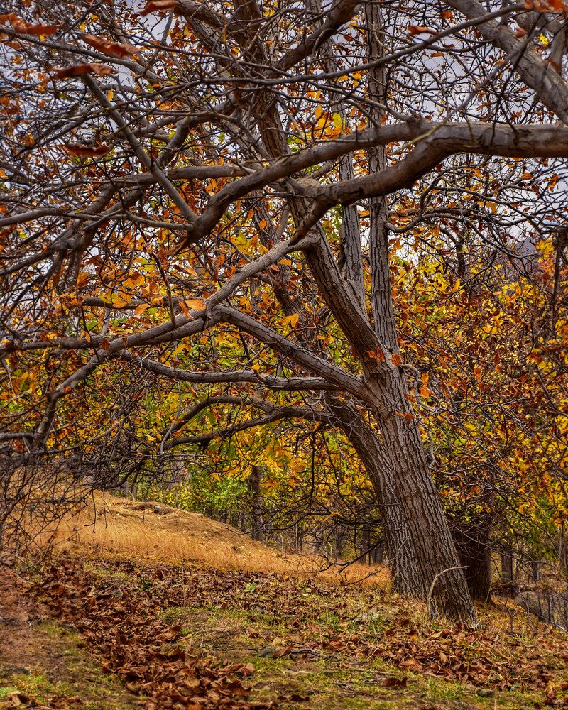 Photograph by saman kanzi