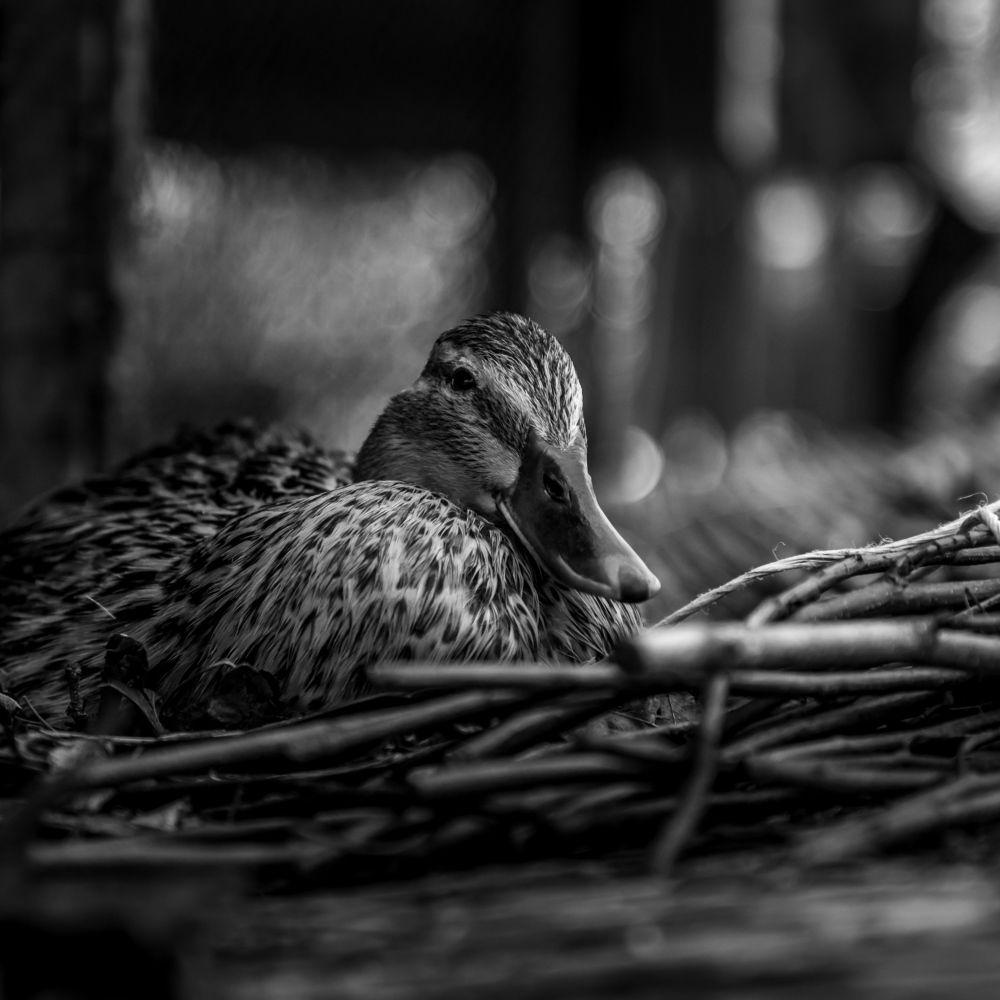 Photograph by Виталий