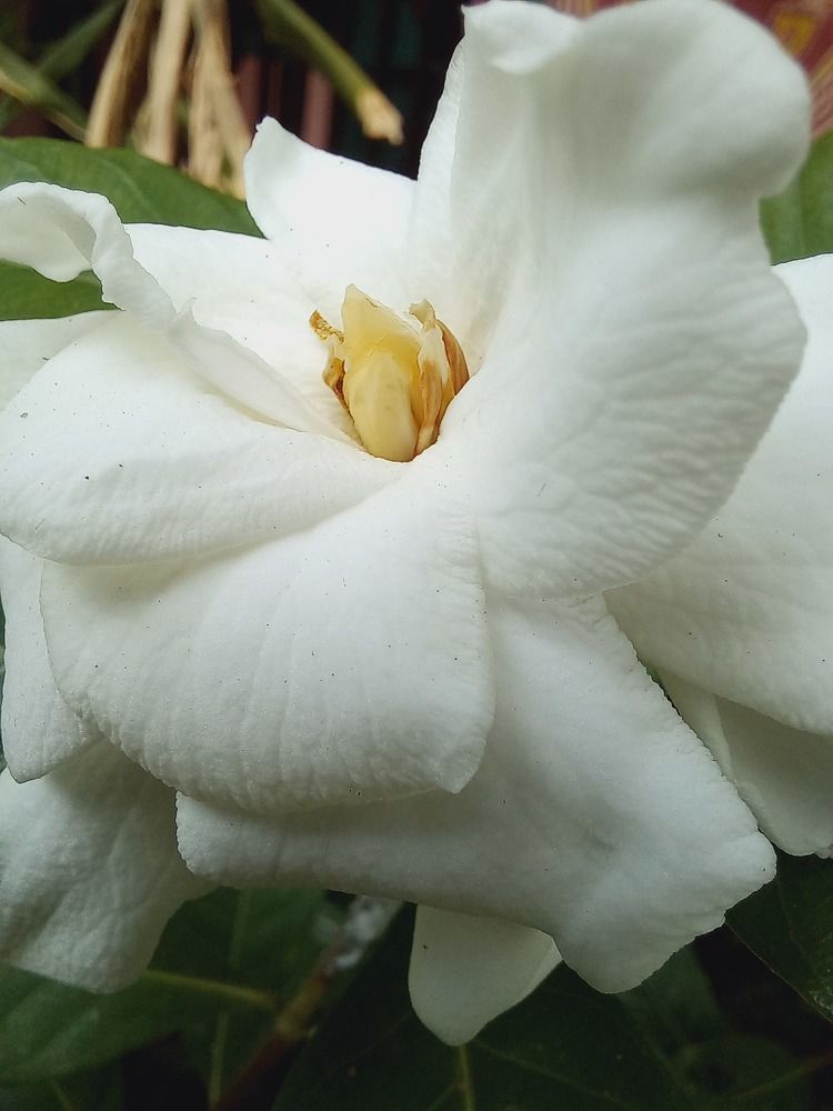 Photograph by Pujo Cahyono