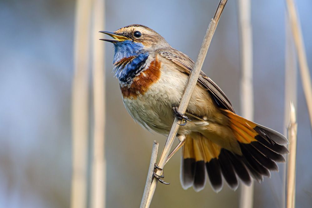 Photograph by Оксана Маховская