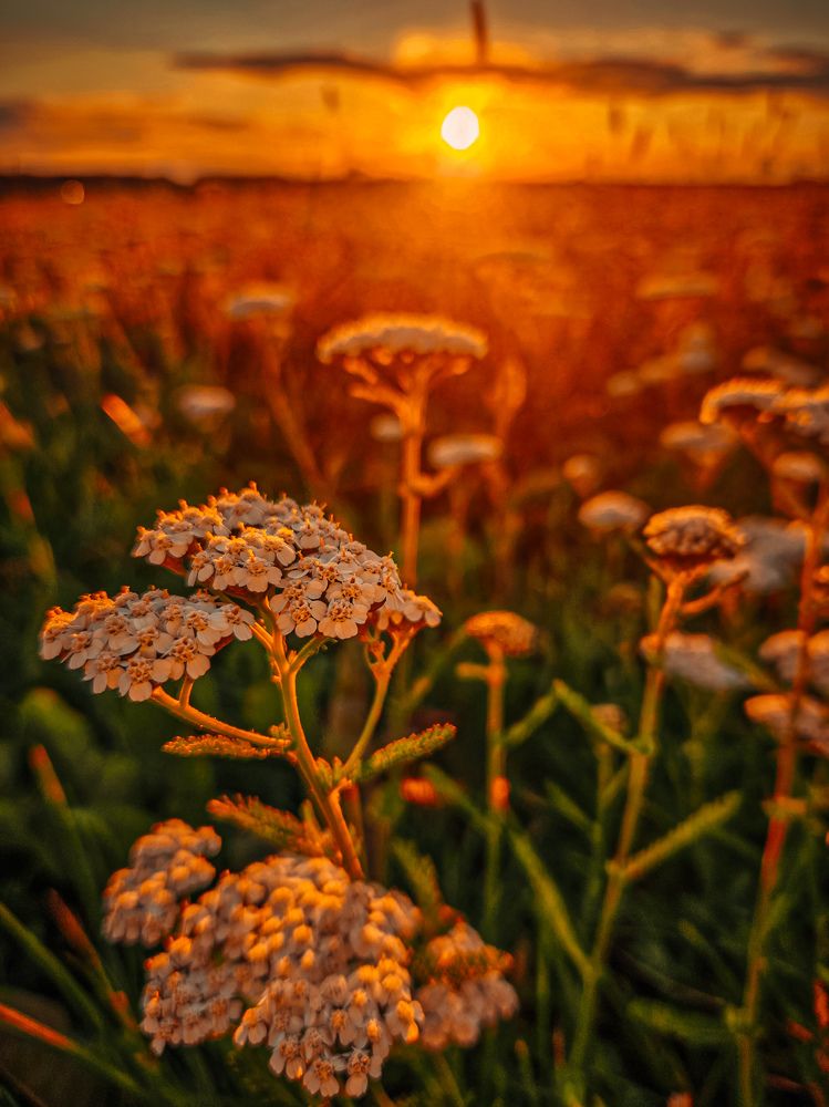 Photograph by Svetlana