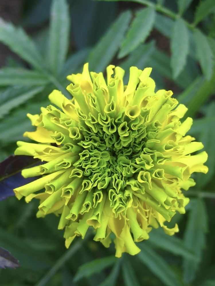 Бархатцы (Tagetes)