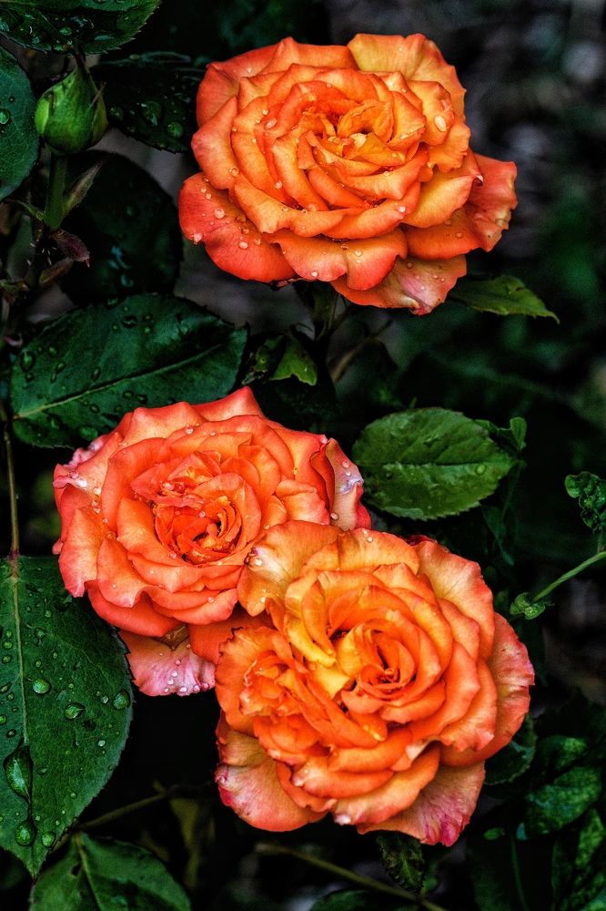 Photograph by Василиса Прекрасная