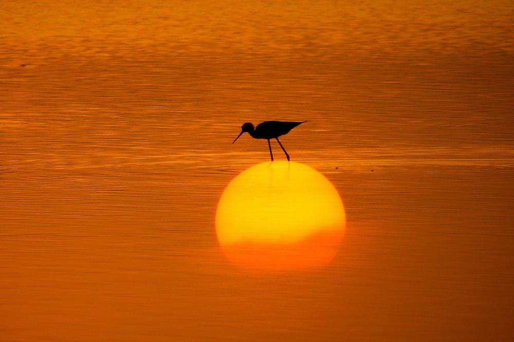 Photograph by Janarthanan. A