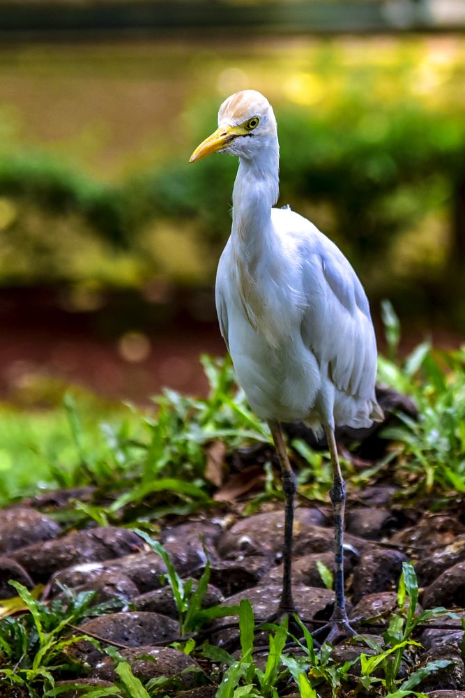 Photograph by Pujo Cahyono