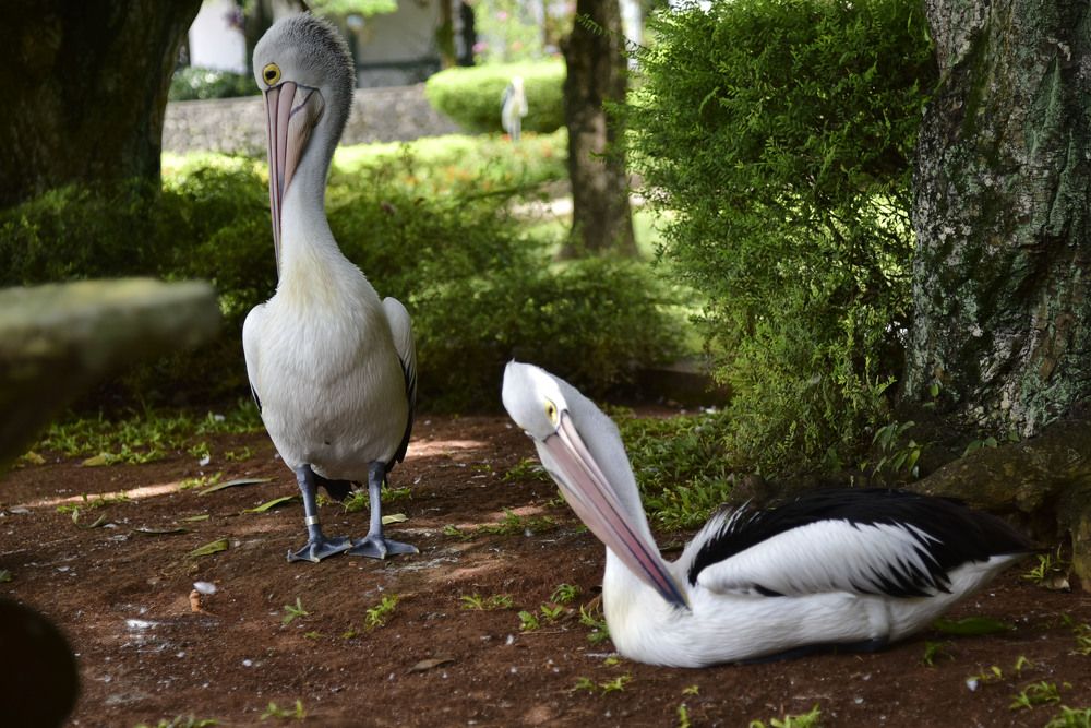 Photograph by Pujo Cahyono