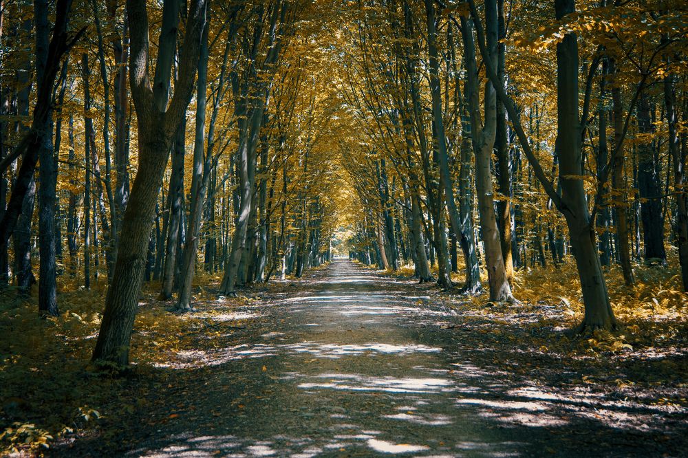 Photograph by Сергей Шпаков