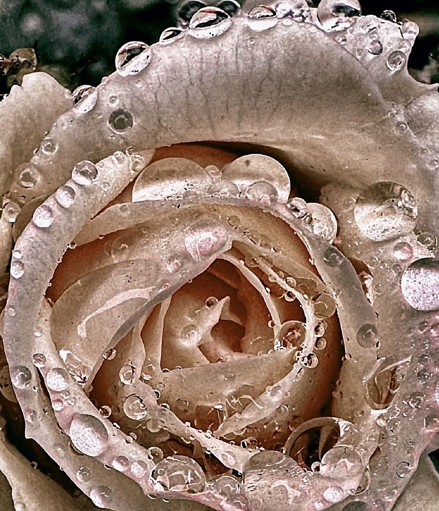 Photograph by Гуляева Светлана