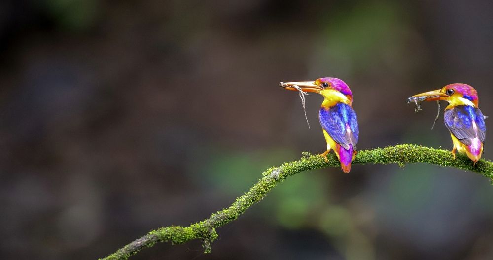 Photograph by ANIRBAN CHAKRABARTI