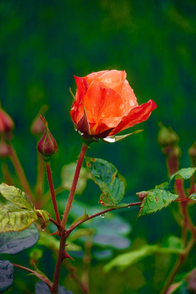 Фотография автора Вадим Коваленко