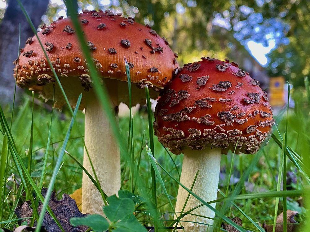 Photograph by Loreta Tepshi