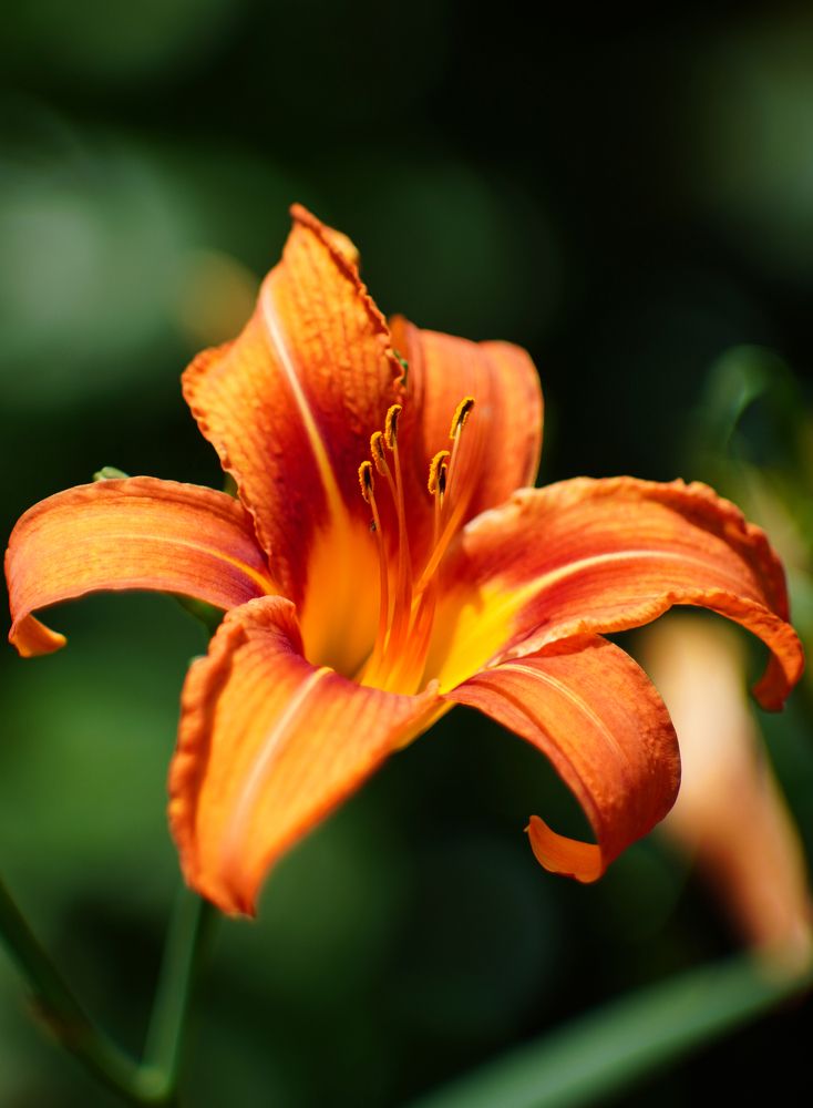 Фотография автора Вадим Коваленко