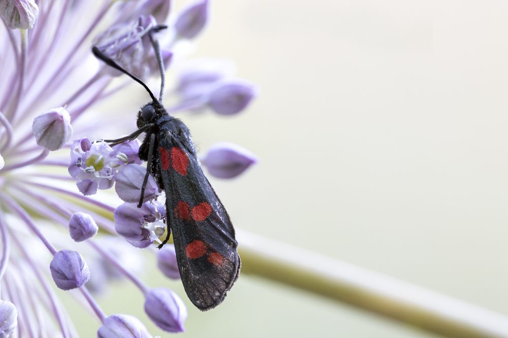 Zygaena filipendulae