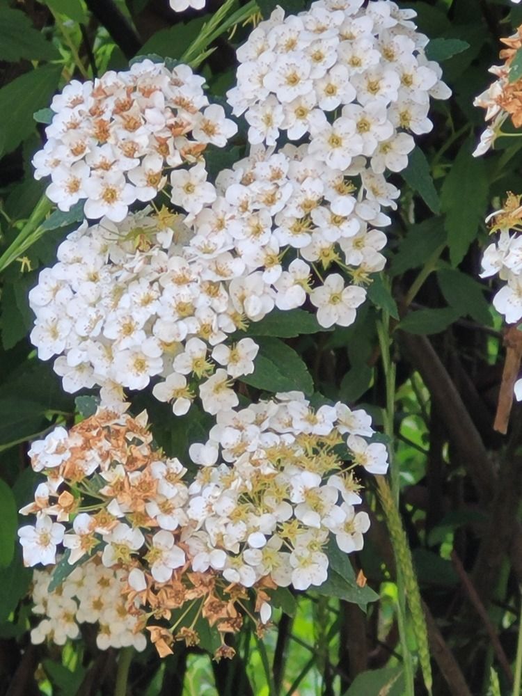 Photograph by Rahele Almassi