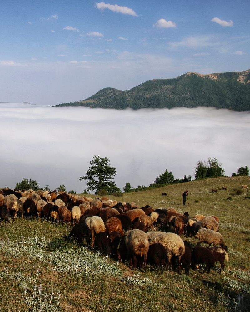 Фотография автора Mohammad davarpanah