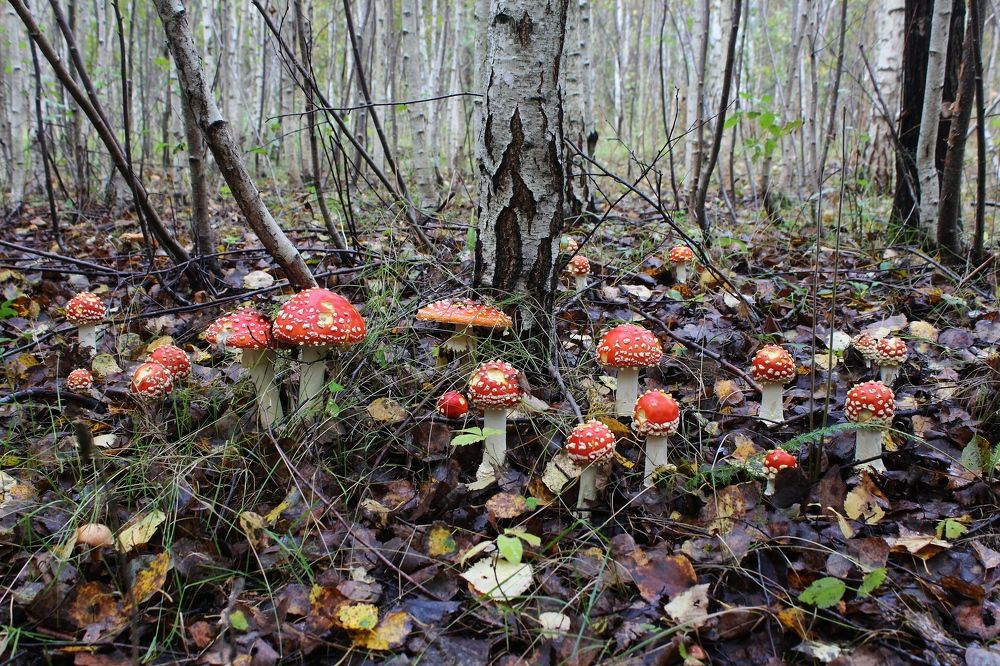 Photograph by Евгений Софронов