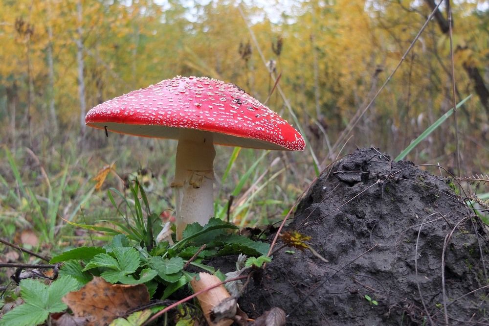 Photograph by Евгений Софронов