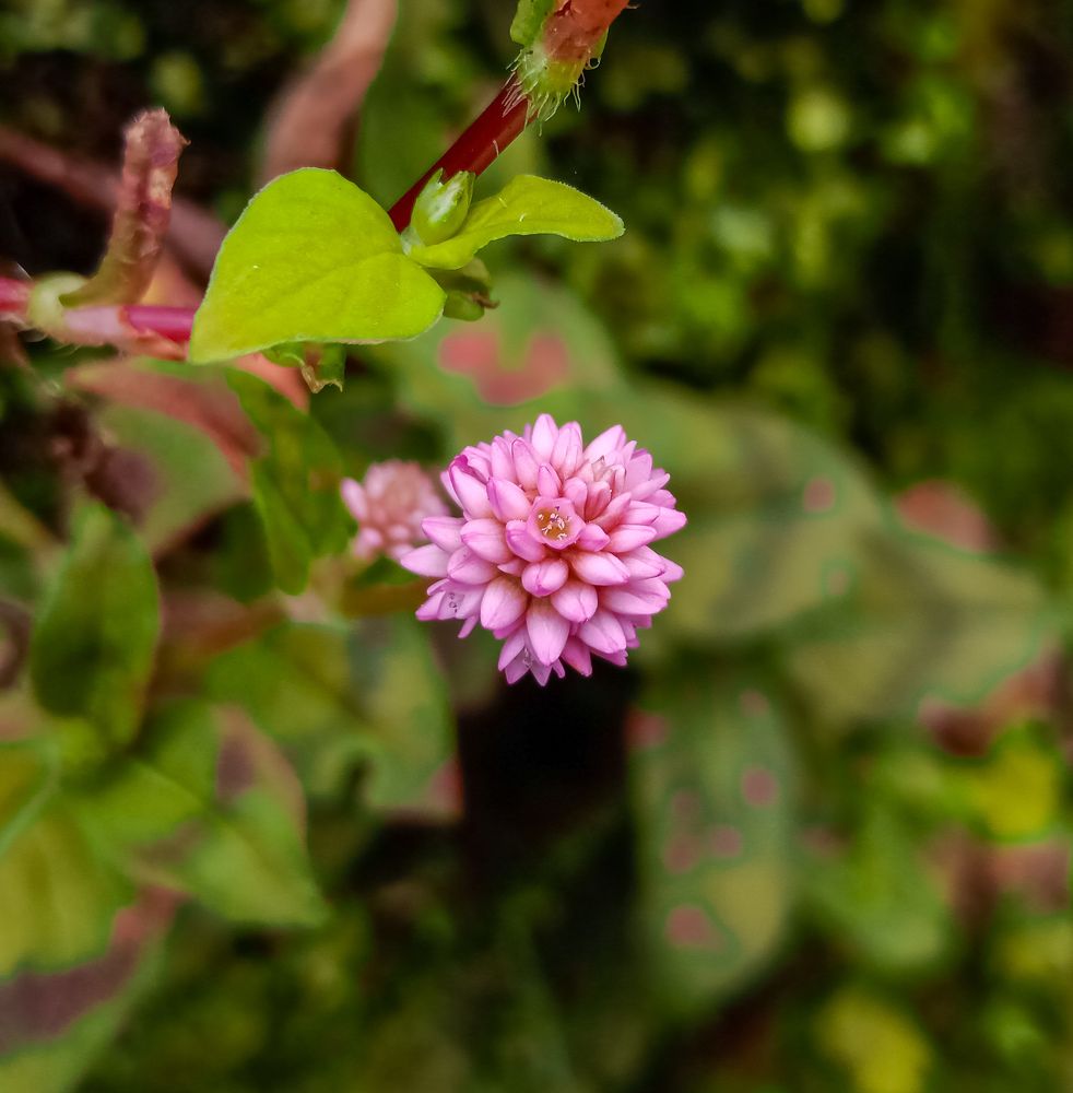Photograph by Souvik Bhattacharyya