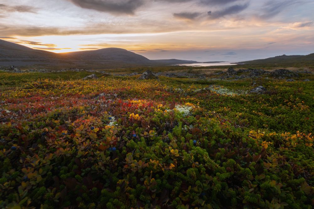 Заполярное разноцветье