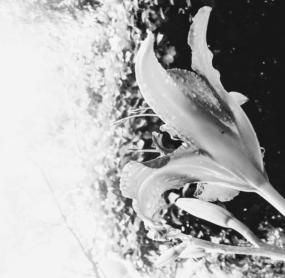 Photograph by Ирина