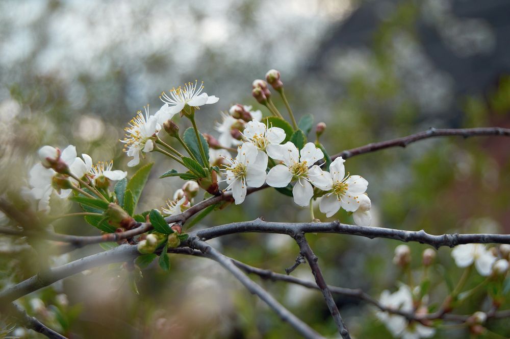 Photograph by Маргарита Гасец