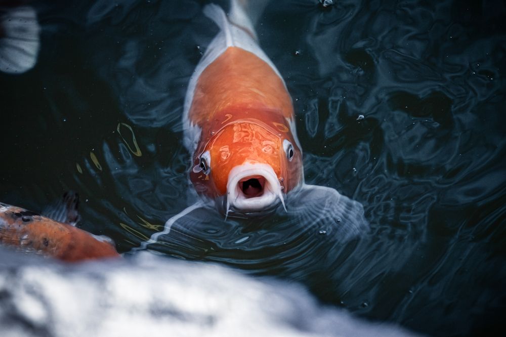 Photograph by Наталья Островцева